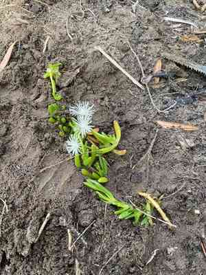 Purple dew-plant(Disphyma crassifolium)