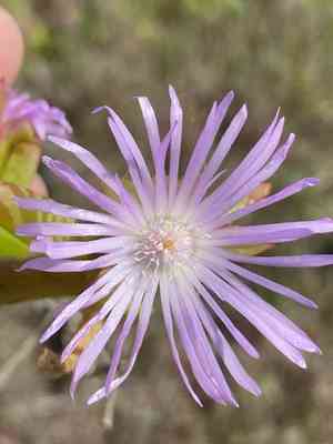 Purple dew-plant(Disphyma crassifolium)