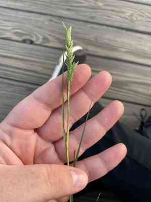 Desert Saltgrass(Distichlis spicata)