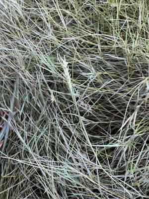 Desert Saltgrass(Distichlis spicata)