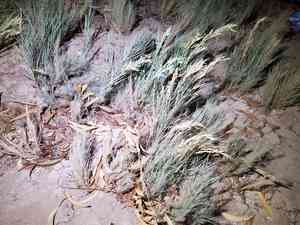 Desert Saltgrass(Distichlis spicata)