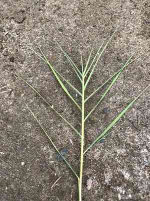 Desert Saltgrass(Distichlis spicata)