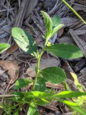 Low wild mercury(Ditaxis humilis)