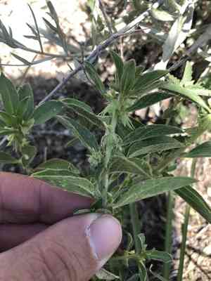 Low wild mercury(Ditaxis humilis)