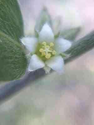 Narrowleaf silverbush(Ditaxis lanceolata)
