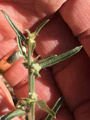 Narrowleaf silverbush(Ditaxis lanceolata)