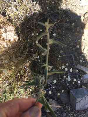 Narrowleaf silverbush(Ditaxis lanceolata)