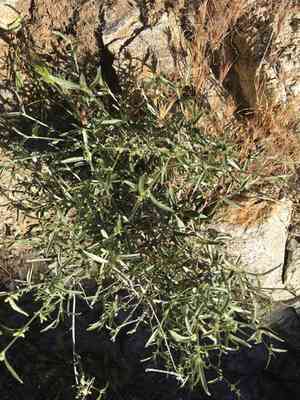 Narrowleaf silverbush(Ditaxis lanceolata)