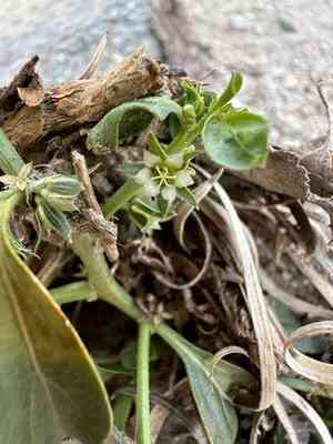 Yuma silverbush(Ditaxis serrata)