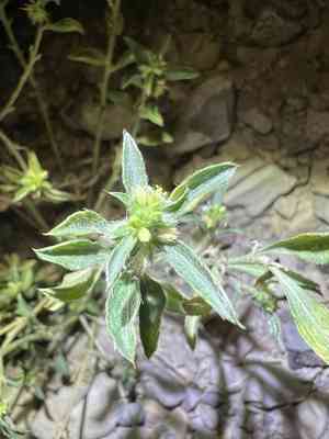 Yuma silverbush(Ditaxis serrata)