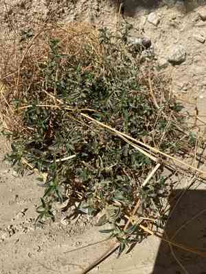 Yuma silverbush(Ditaxis serrata)