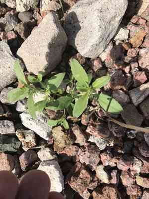 Yuma silverbush(Ditaxis serrata)