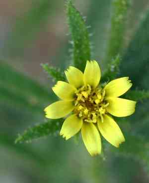 Stinkwort(Dittrichia graveolens)