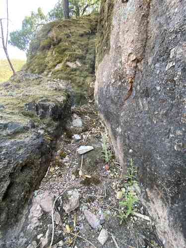 Stinkwort(Dittrichia graveolens)