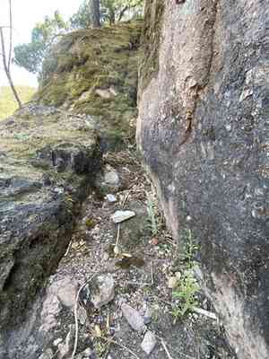 Stinkwort(Dittrichia graveolens)