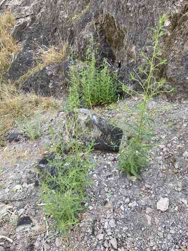 Stinkwort(Dittrichia graveolens)