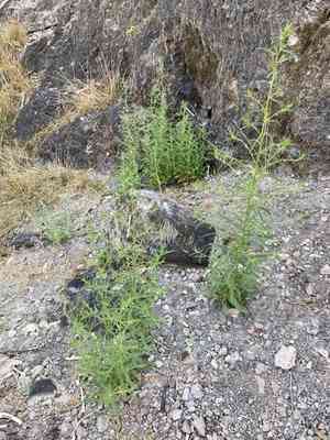 Stinkwort(Dittrichia graveolens)