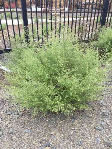 Stinkwort(Dittrichia graveolens)