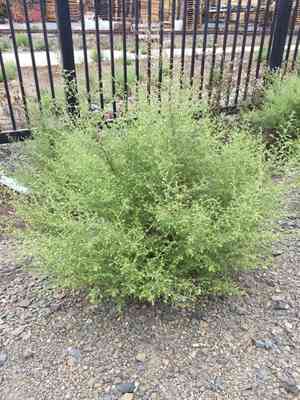 Stinkwort(Dittrichia graveolens)