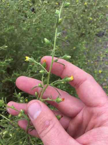 Stinkwort(Dittrichia graveolens)