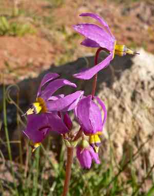 Shooting star (Dodecatheon)(Dodecatheon)