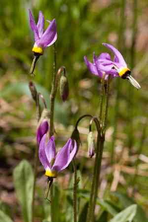 Shooting star (Dodecatheon)(Dodecatheon)