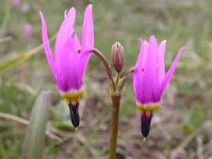Shooting star (Dodecatheon)(Dodecatheon)