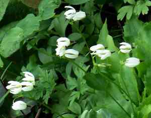 Shooting star (Dodecatheon)(Dodecatheon)