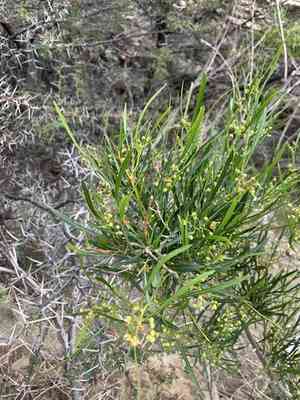 Hopbush(Dodonaea viscosa)