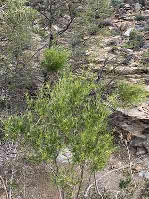 Hopbush(Dodonaea viscosa)