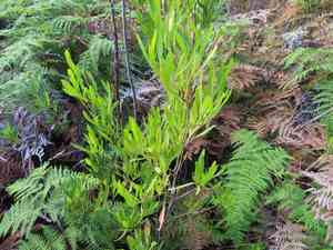 Hopbush(Dodonaea viscosa)