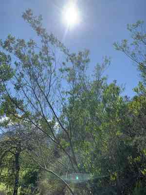 Hopbush(Dodonaea viscosa)