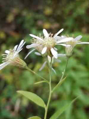 Parasol whitetop(Doellingeria umbellata)