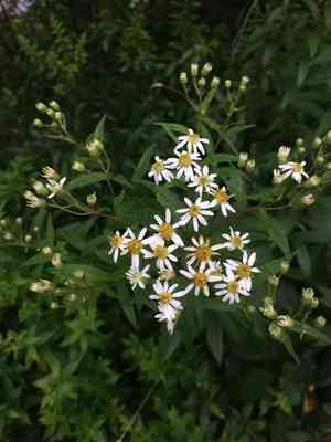 Parasol whitetop(Doellingeria umbellata)