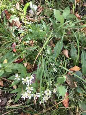 Parasol whitetop(Doellingeria umbellata)
