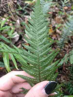 Kunth's hacksaw fern(Doodia kunthiana)