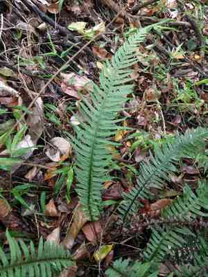 Kunth's hacksaw fern(Doodia kunthiana)