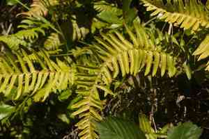 Kunth's hacksaw fern(Doodia kunthiana)