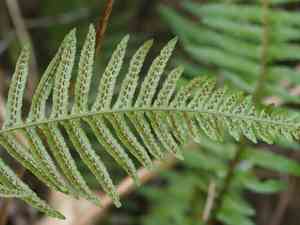 Kunth's hacksaw fern(Doodia kunthiana)