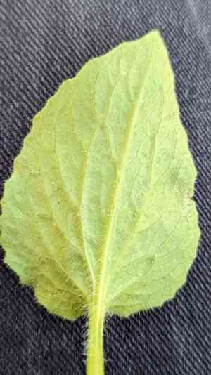 Plantain-leaved leopard's-bane(Doronicum plantagineum)