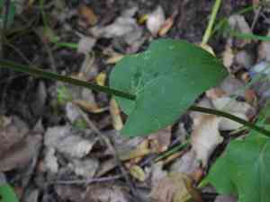 Plantain-leaved leopard's-bane(Doronicum plantagineum)