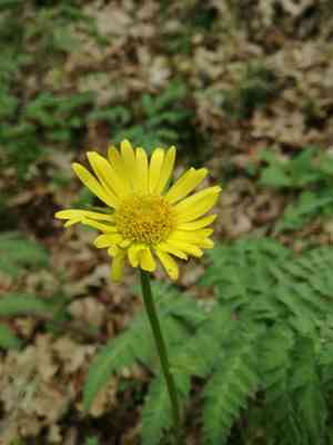 Plantain-leaved leopard's-bane(Doronicum plantagineum)