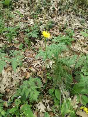 Plantain-leaved leopard's-bane(Doronicum plantagineum)