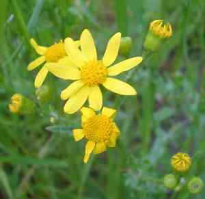 Plantain-leaved leopard's-bane(Doronicum plantagineum)
