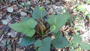 Tusilla(Dorstenia contrajerva)