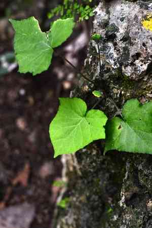 Tusilla(Dorstenia contrajerva)
