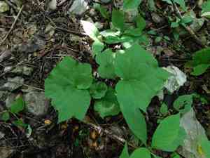 Tusilla(Dorstenia contrajerva)