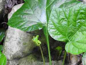 Tusilla(Dorstenia contrajerva)