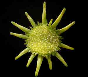Dorstenia (Dorstenia)(Dorstenia)