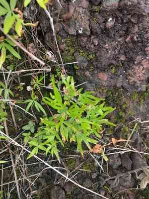 Waianae mountain digit fern(Doryopteris subdecipiens)